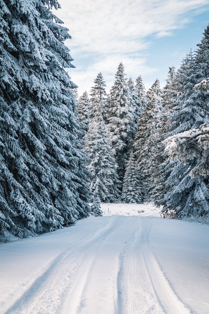 Photo of Snow Field Near Trees