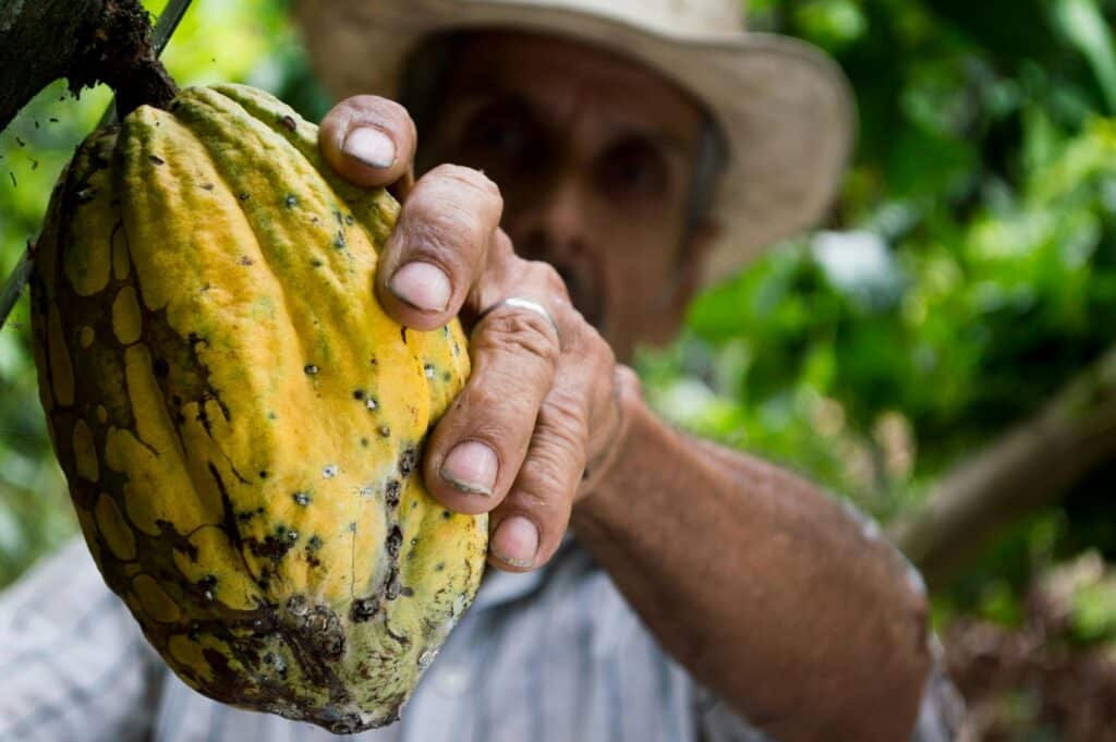 raw cocoa bean