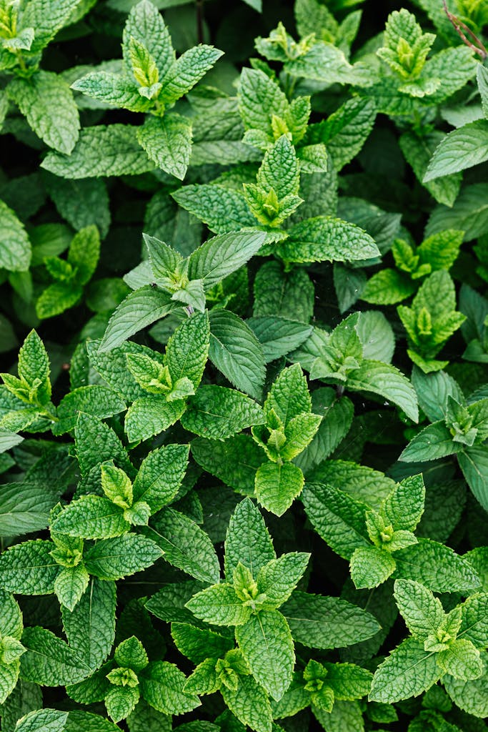 Photo of Green Peppermint Plant for vegan lip balm recipe