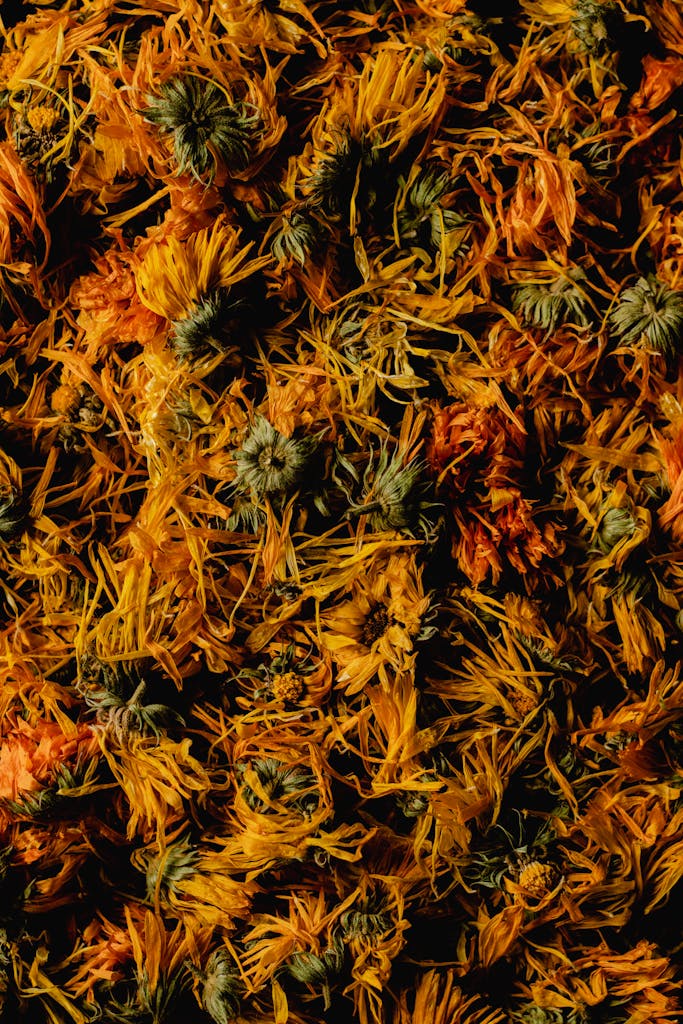 Top View of Dried calendula Flowers for making calendula balm